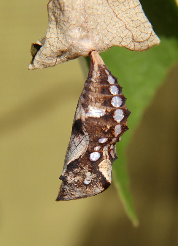 chrysalis from Kamehameha butterfly 